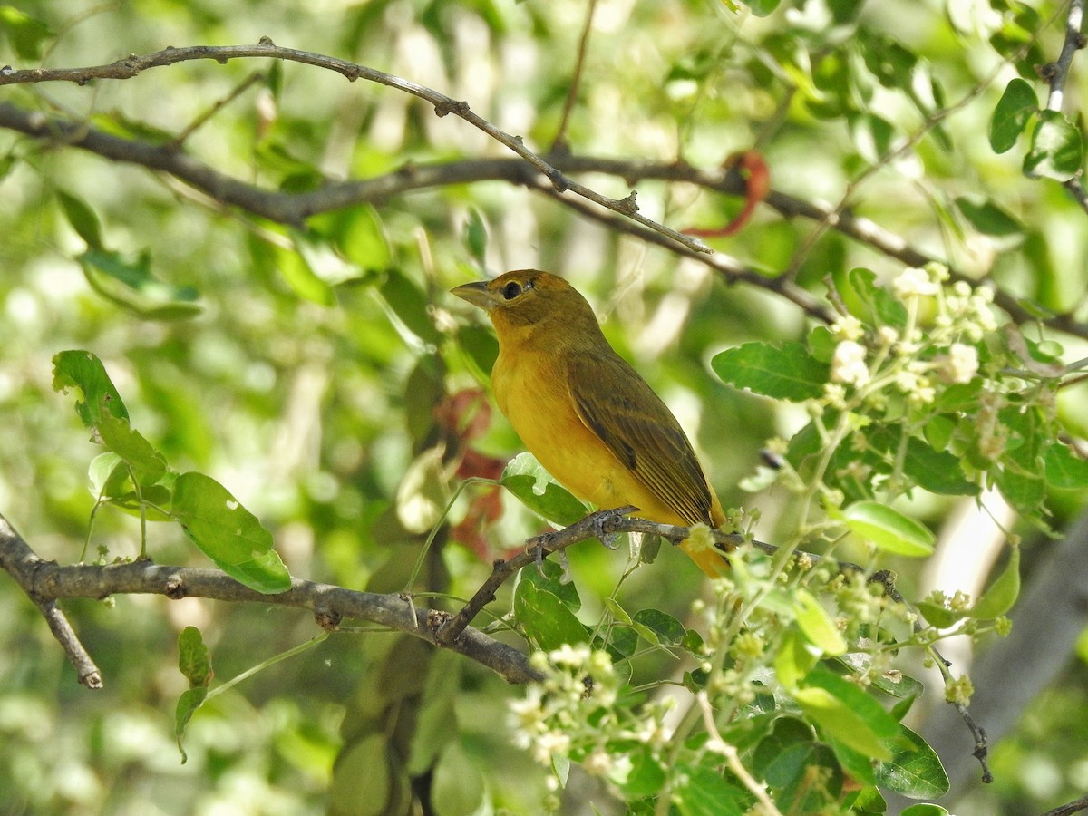 Summer Tanager - Club Observadores  de Oriente