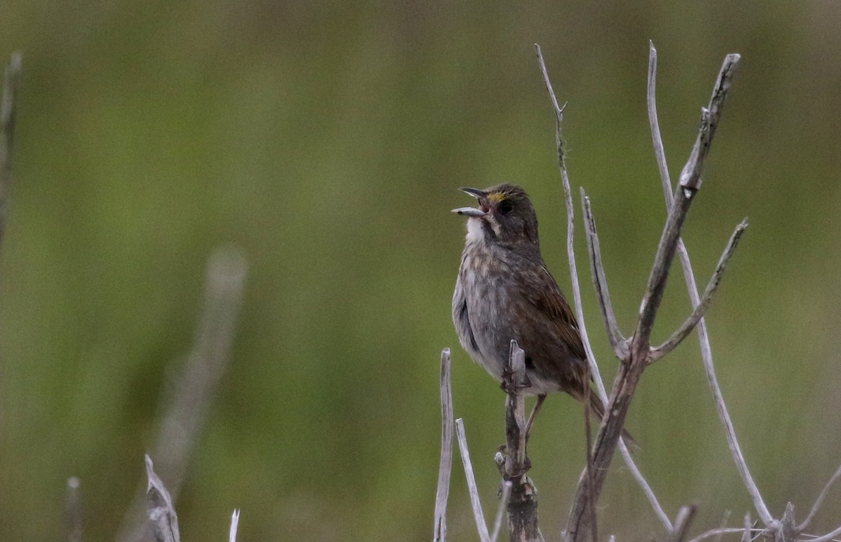 Seaside Sparrow (Atlantic) - ML207745861