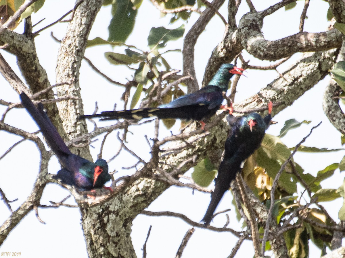 Green Woodhoopoe - ML207746101