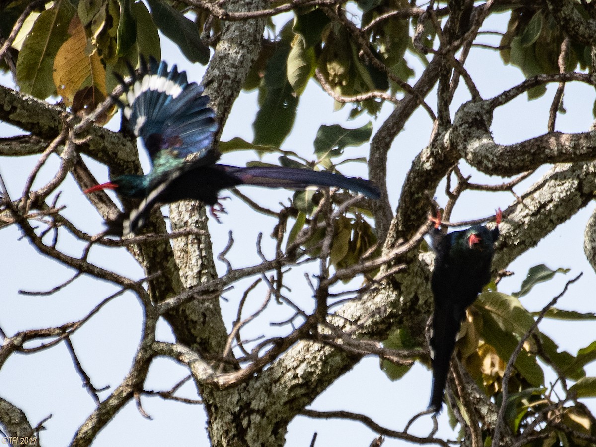 Green Woodhoopoe - T I