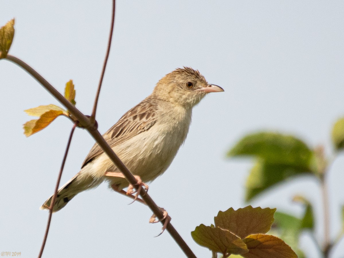 passerine sp. - ML207746371