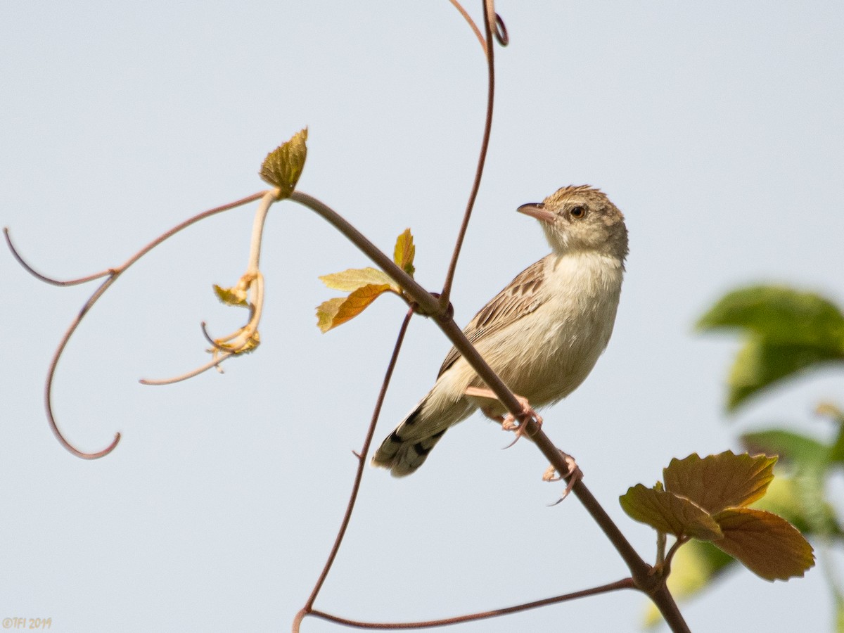 passerine sp. - ML207746391