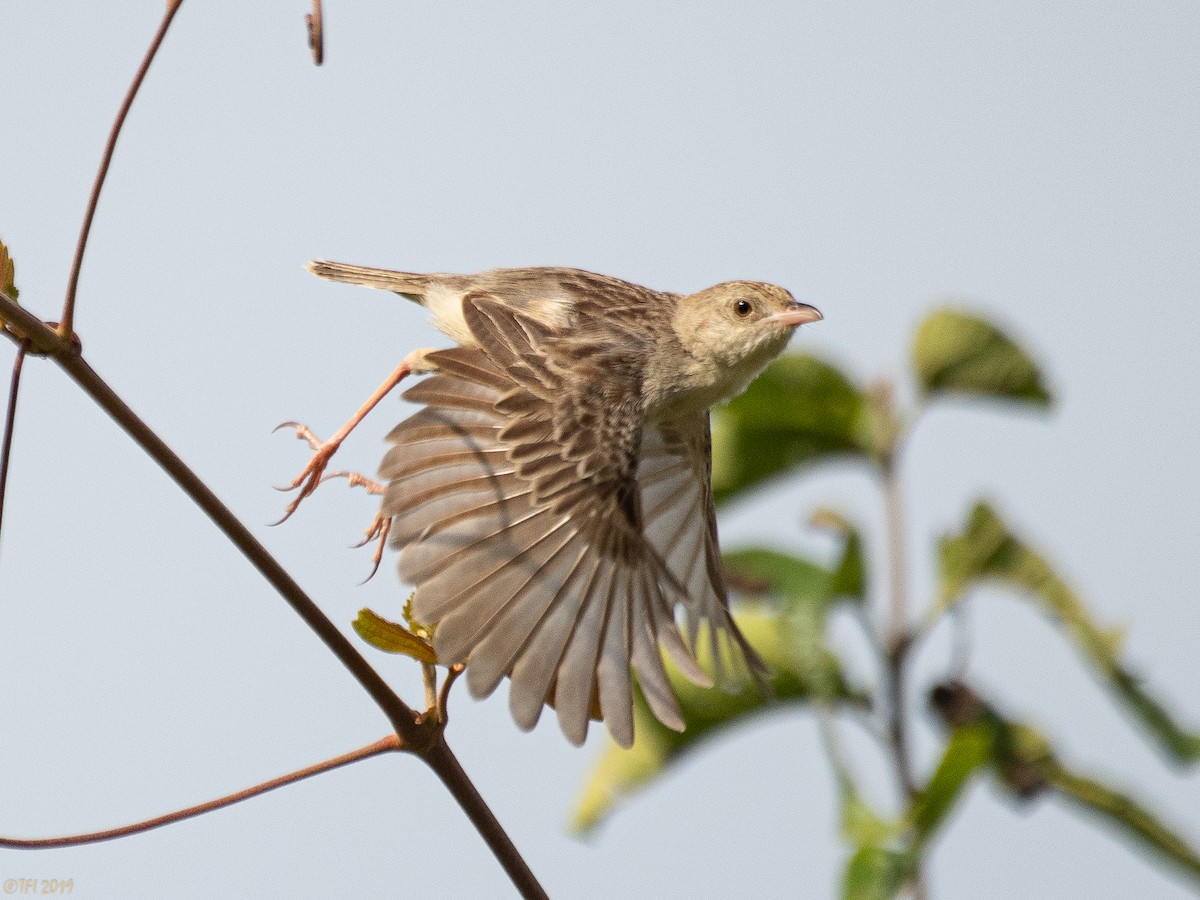 passerine sp. - ML207746401