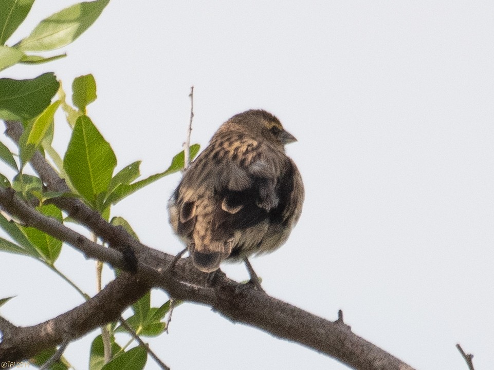 passerine sp. - ML207746521