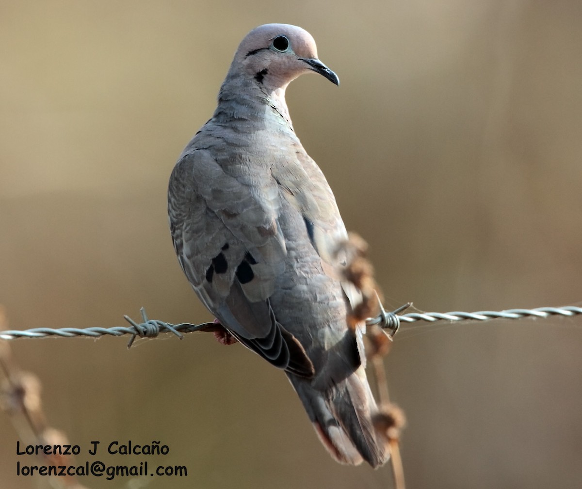 Eared Dove - ML207746671