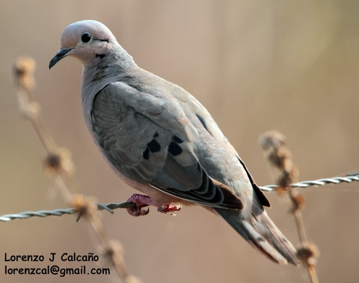 Eared Dove - ML207746681