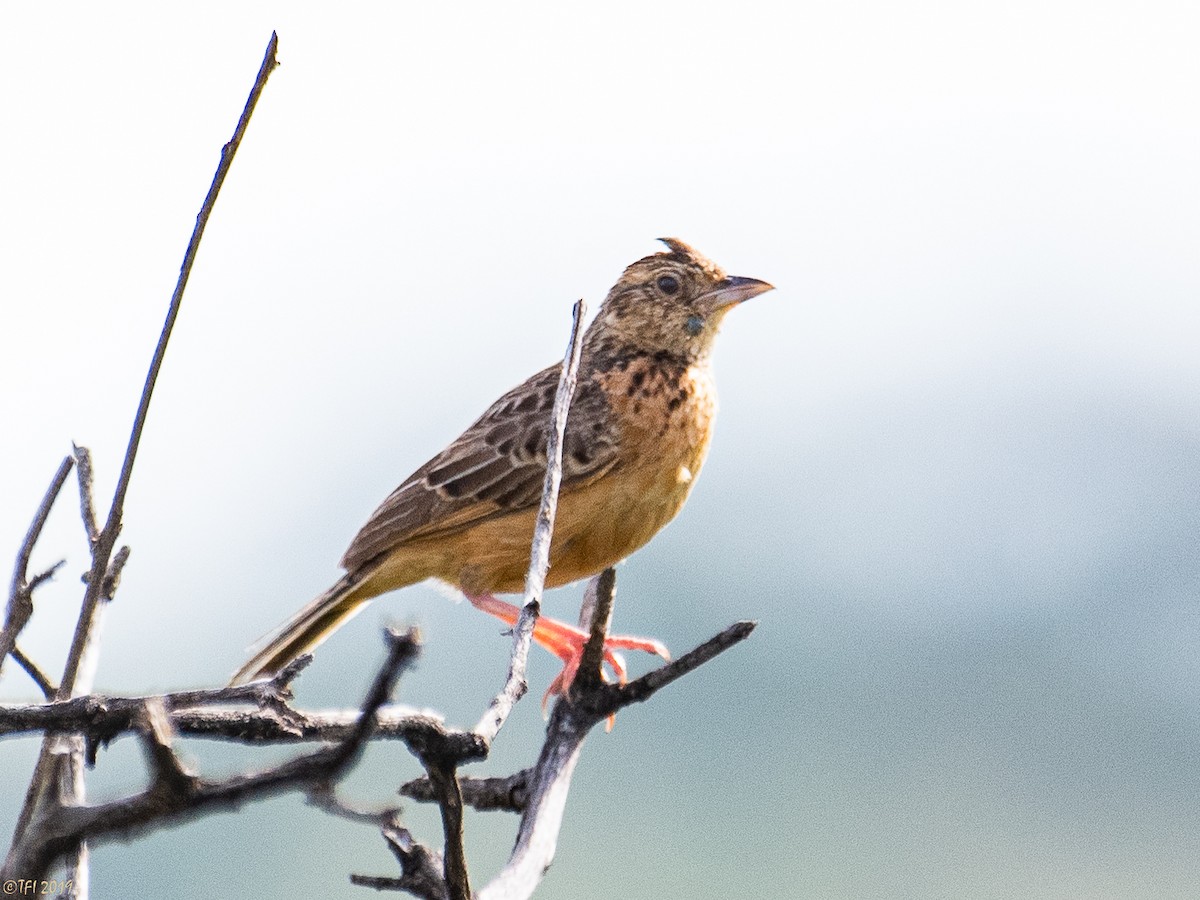 Flappet Lark - ML207746841