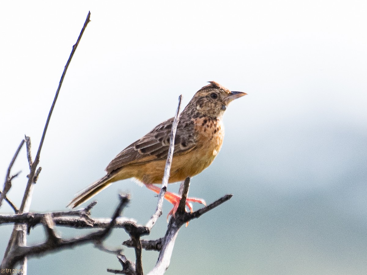 Flappet Lark - ML207746851