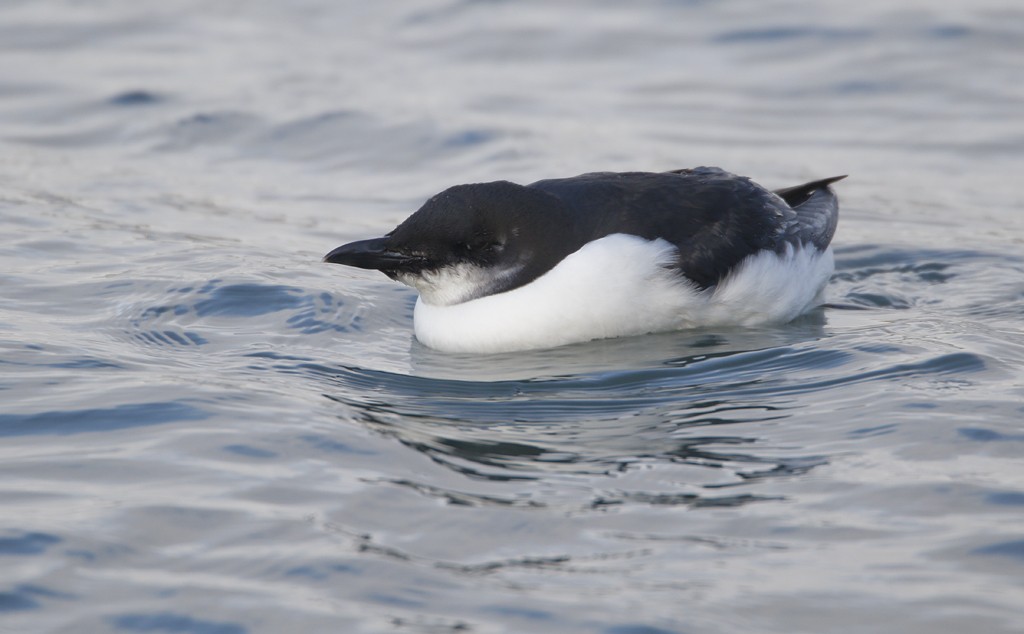 Thick-billed Murre - ML207747051