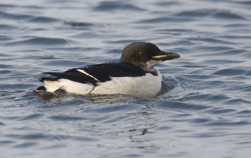 Thick-billed Murre - ML207747061