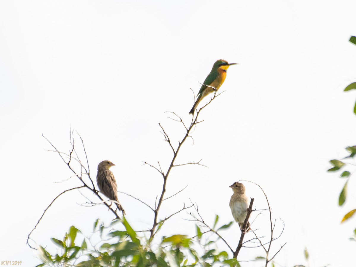 passerine sp. - ML207747561