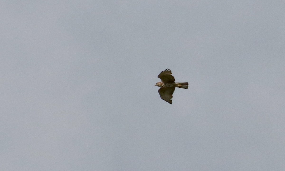 Red-shouldered Hawk (lineatus Group) - ML207747961