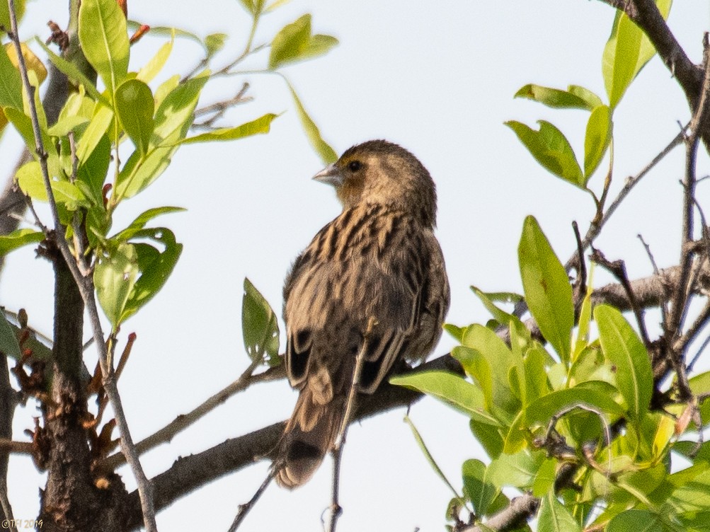 Yellow-mantled Widowbird - ML207748091