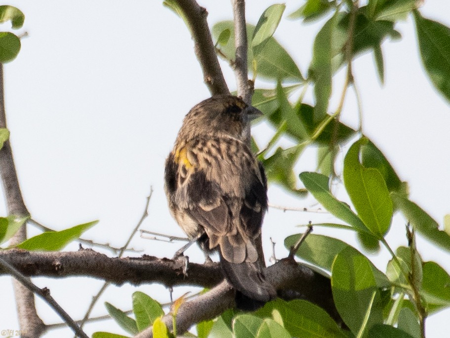 Yellow-mantled Widowbird - ML207748101