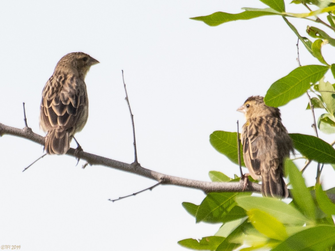 Yellow-mantled Widowbird - ML207748121