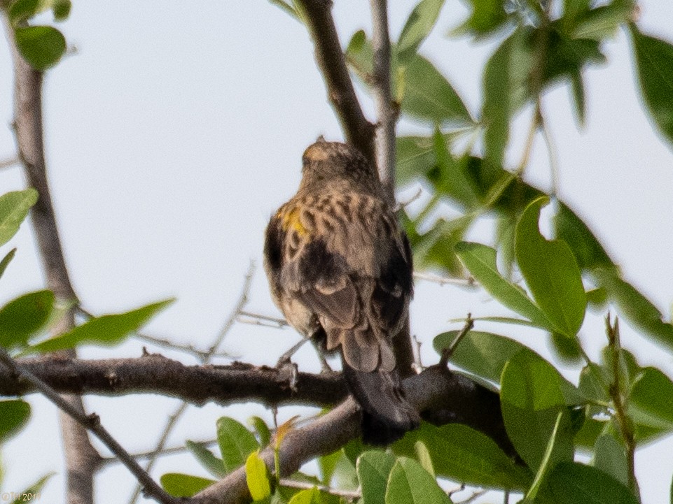 Yellow-mantled Widowbird - ML207748131