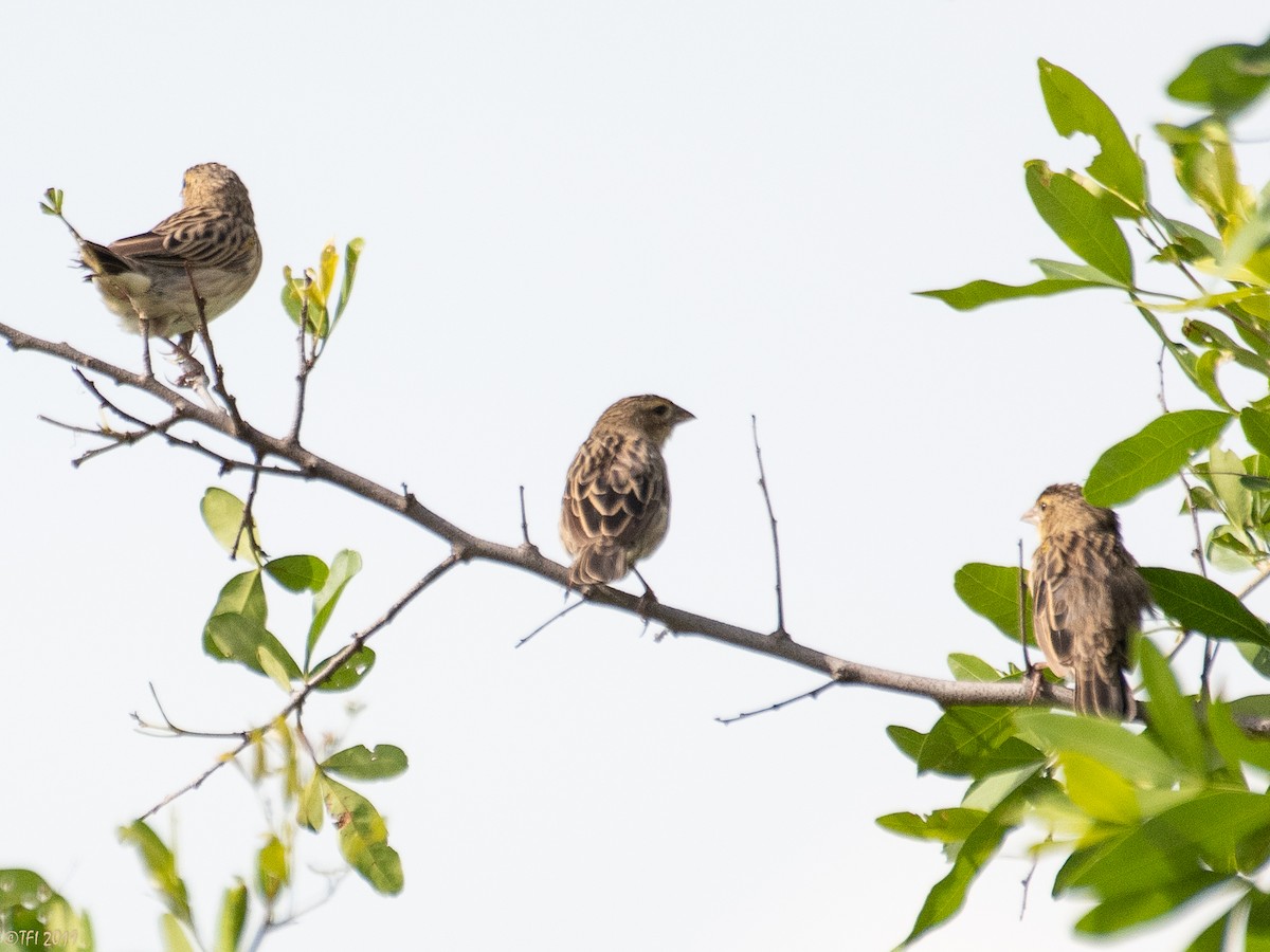 Yellow-mantled Widowbird - ML207748151