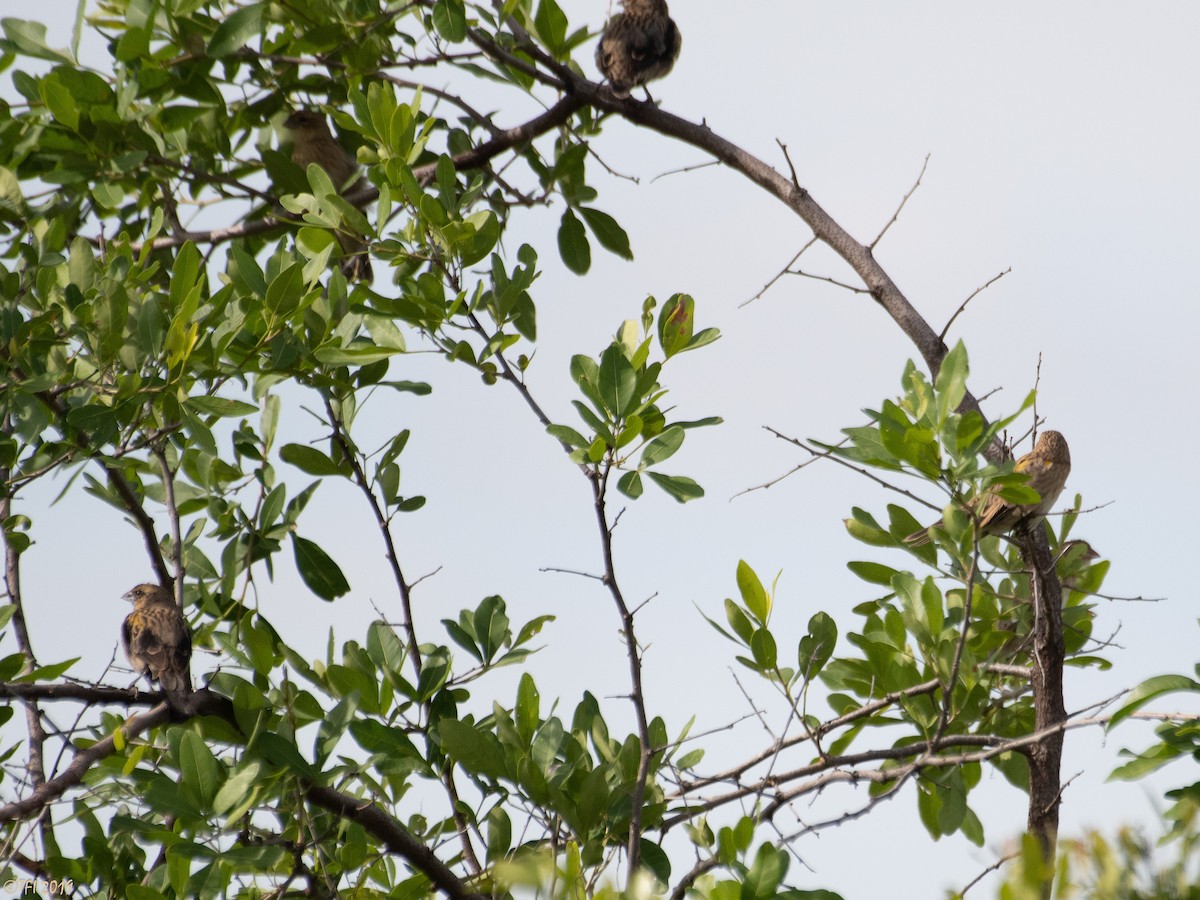 Yellow-mantled Widowbird - ML207748471