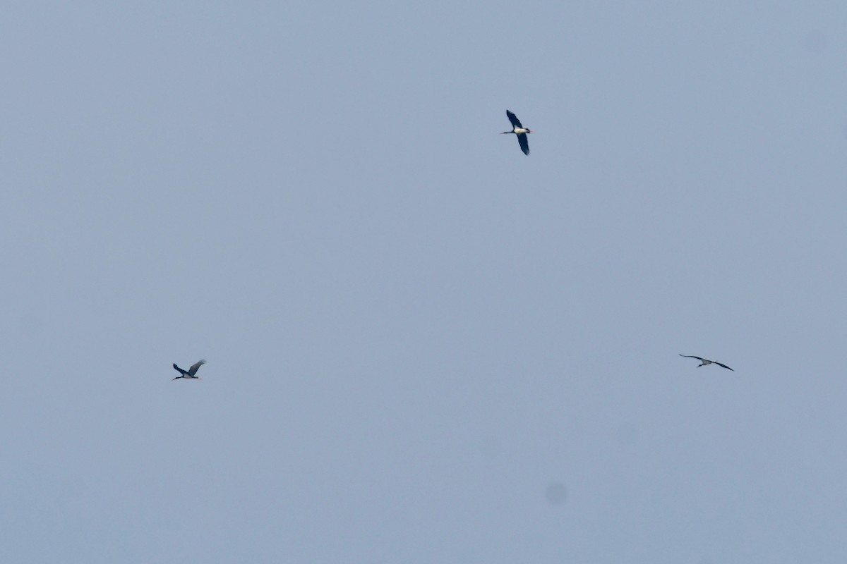 Black Stork - Qin Huang