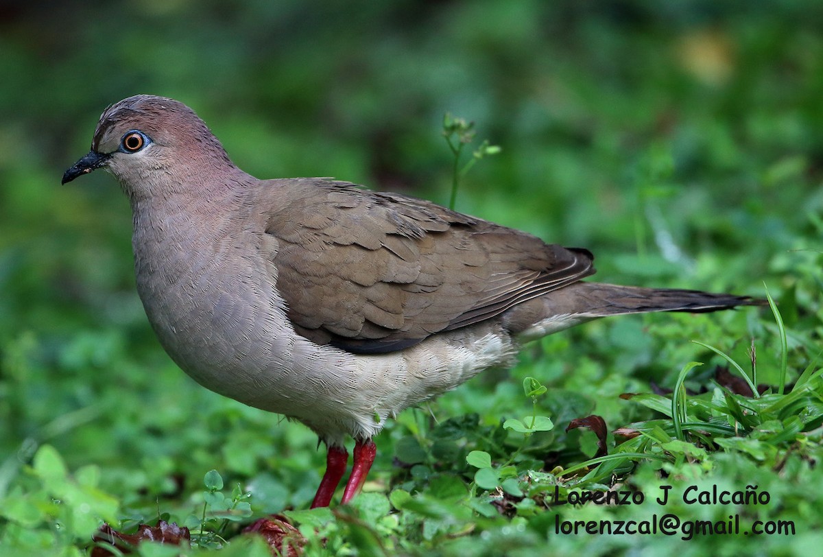 White-tipped Dove - ML207749161