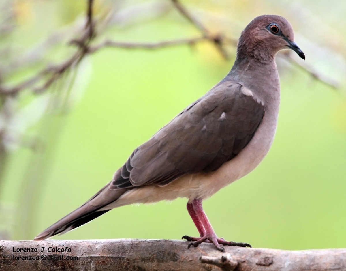 White-tipped Dove - ML207749301