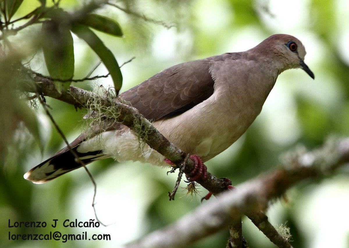 White-tipped Dove - ML207749761