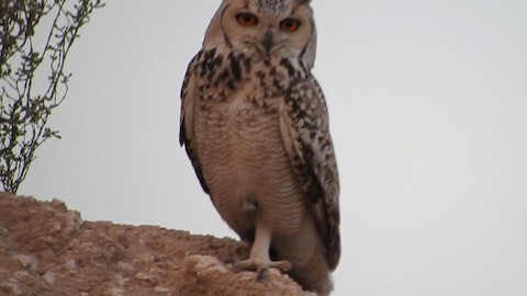 Pharaoh Eagle-Owl - Bubo ascalaphus - メディア検索 - Macaulay