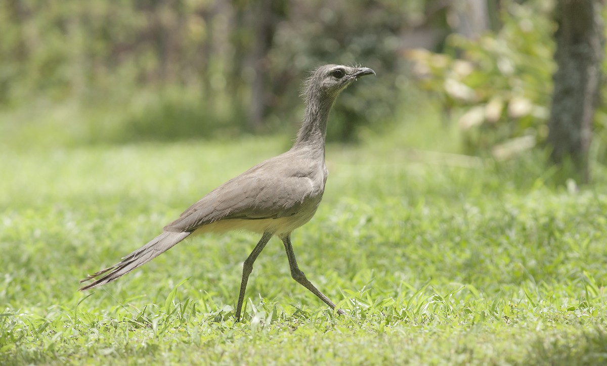 Cariama de Burmeister - ML207750121