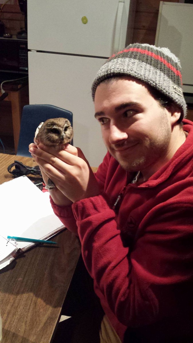 Northern Saw-whet Owl - Nicolas Conroy