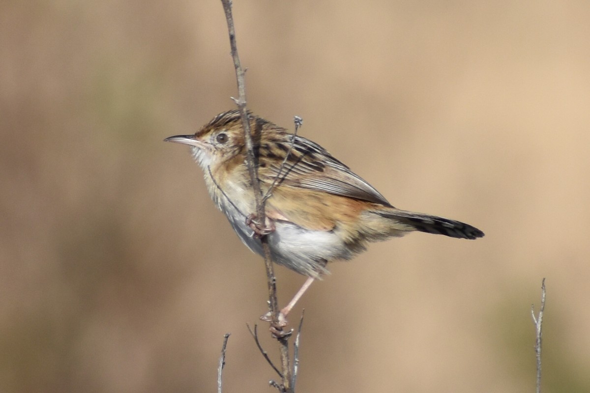 Zitting Cisticola - ML207751951