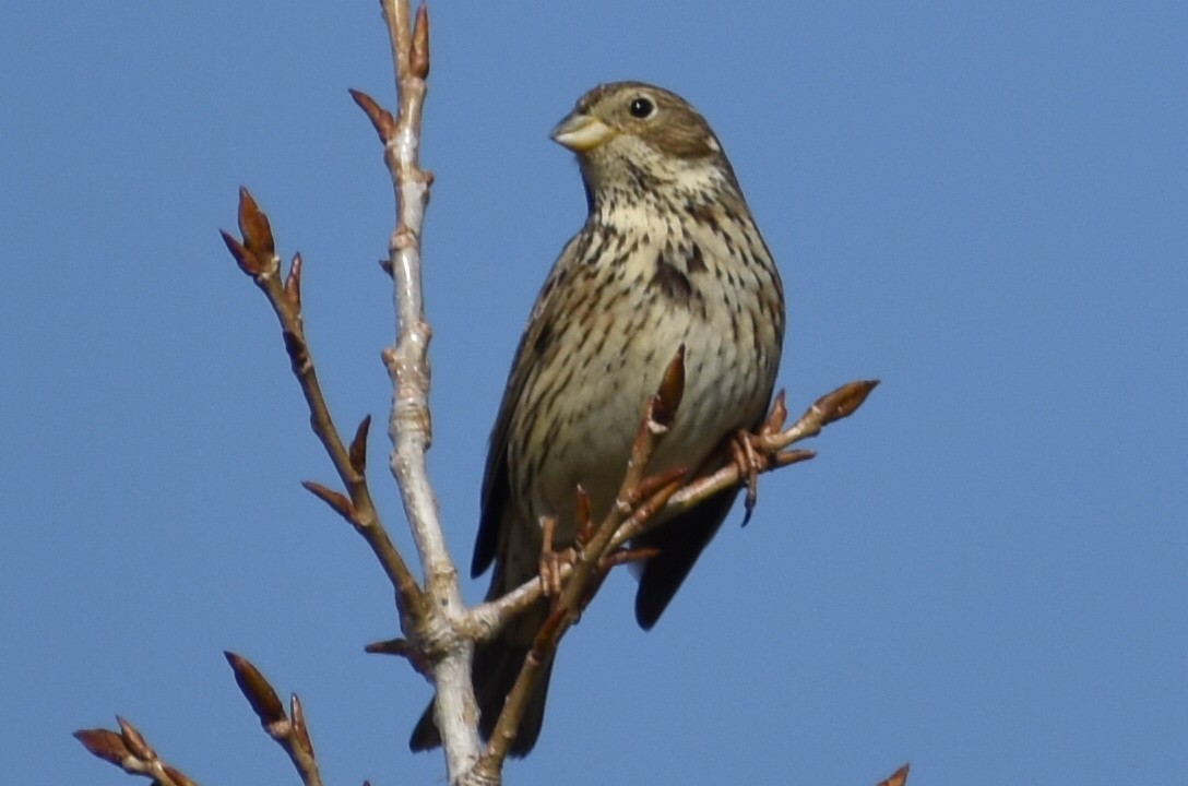 Corn Bunting - ML207751981