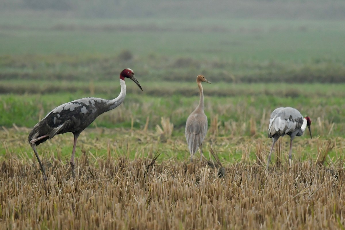 Sarus Crane - ML207752191