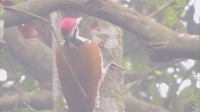 Greater Flameback - ML207752791