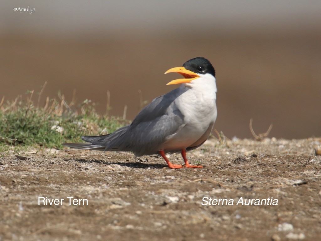 River Tern - Amulya Pandit