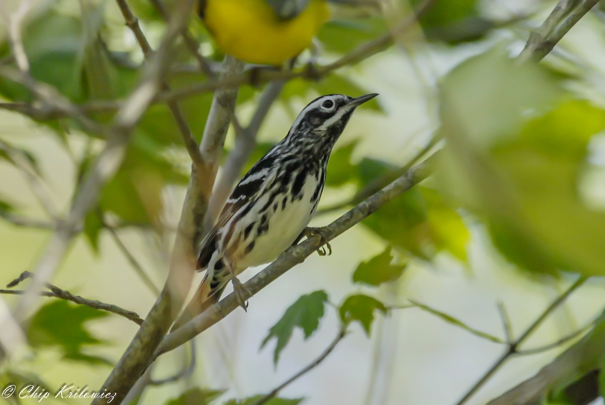 Black-and-white Warbler - ML207754331