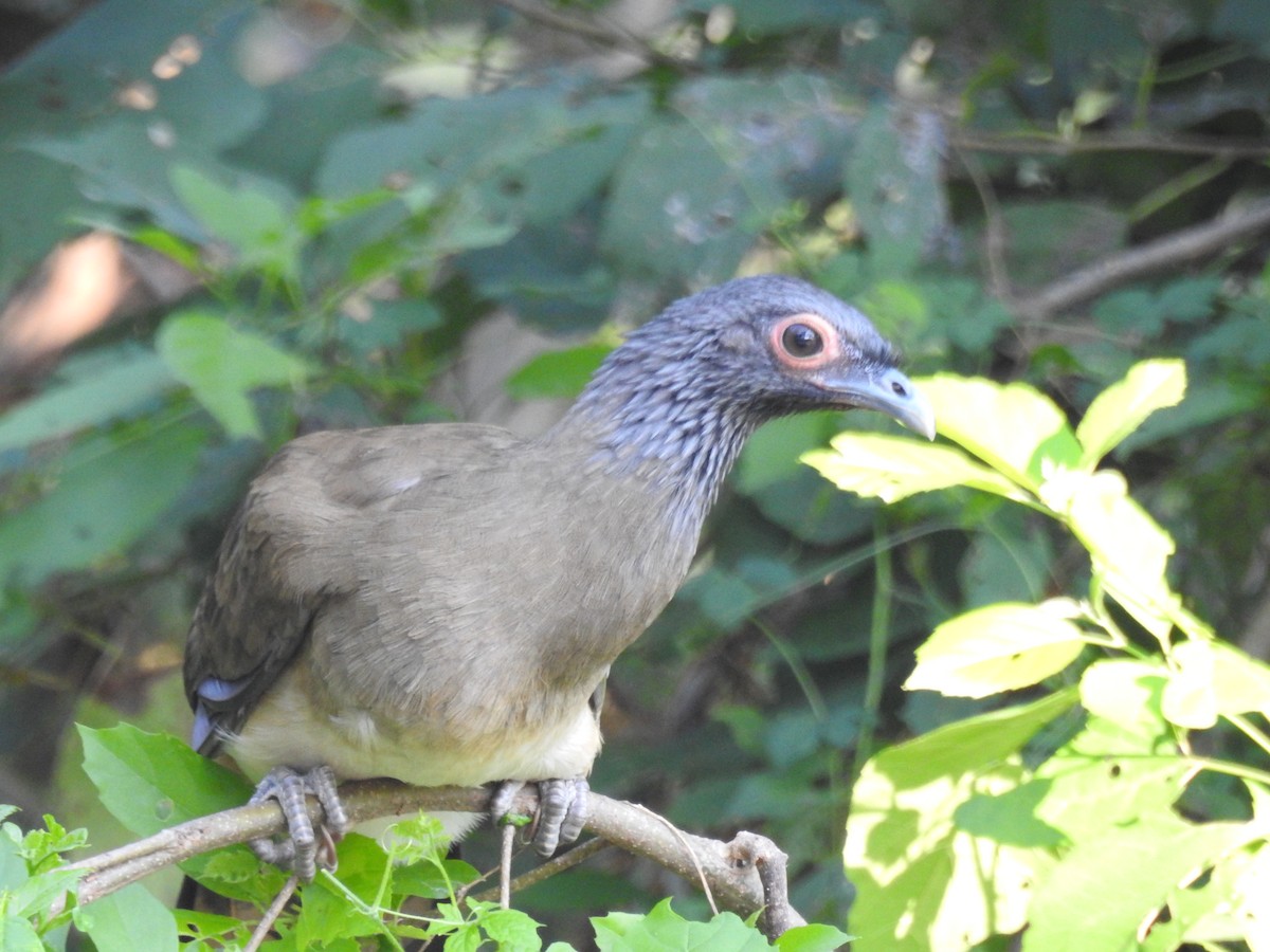 West Mexican Chachalaca - ML207756471
