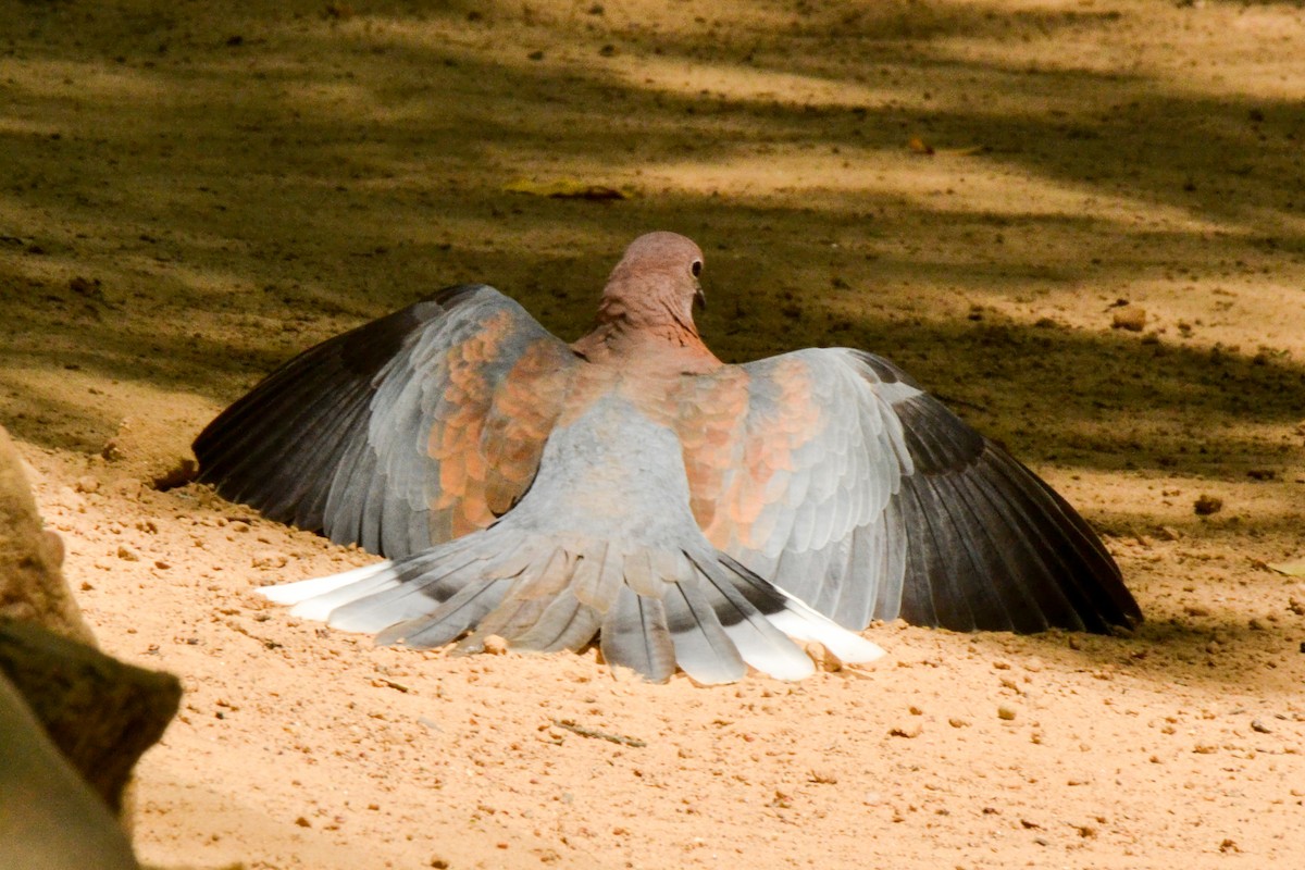 Laughing Dove - ML207758301