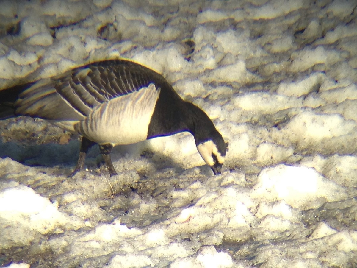 Barnacle Goose - ML207762951