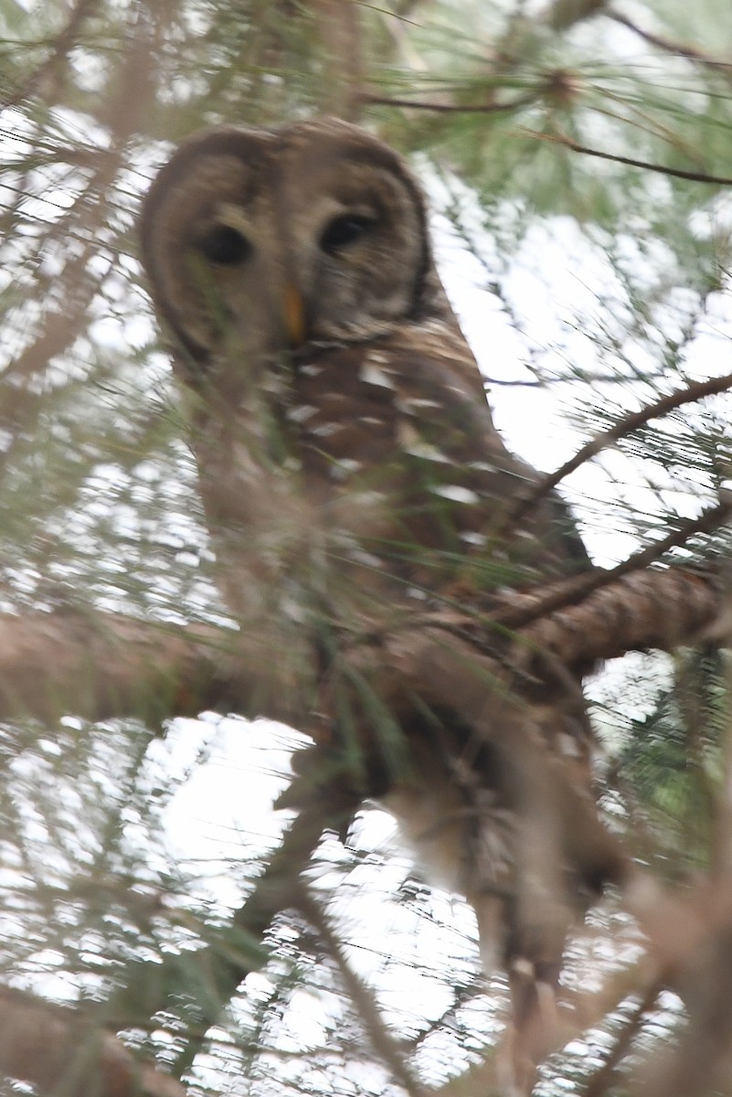 Barred Owl - ML207764081