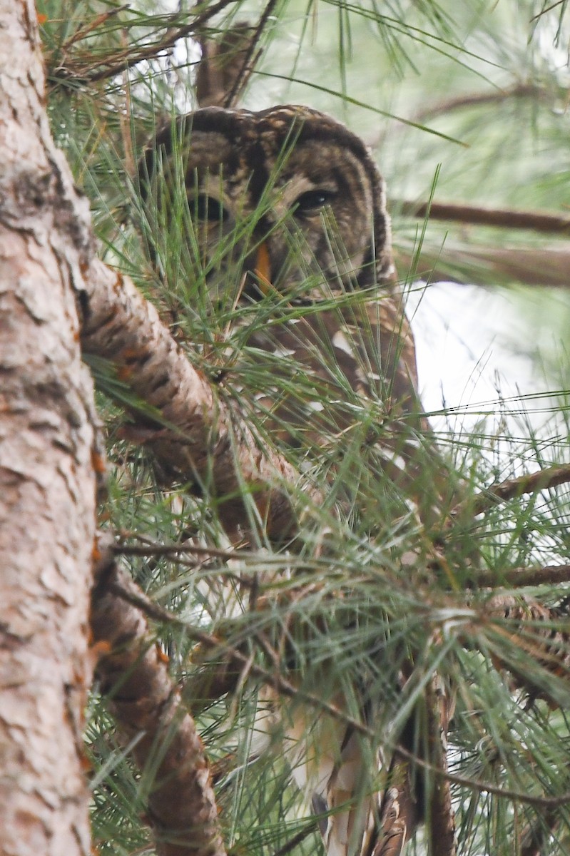 Barred Owl - ML207764091