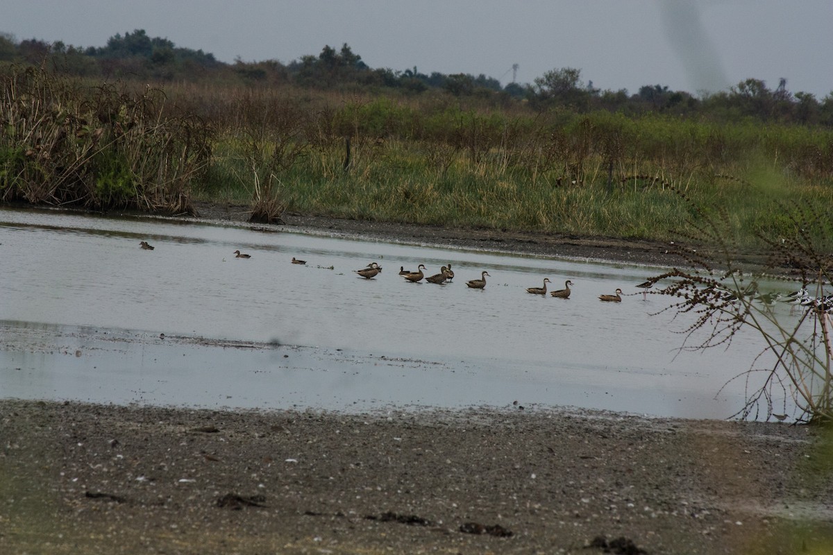 Yellow-billed Pintail (South American) - ML20776651