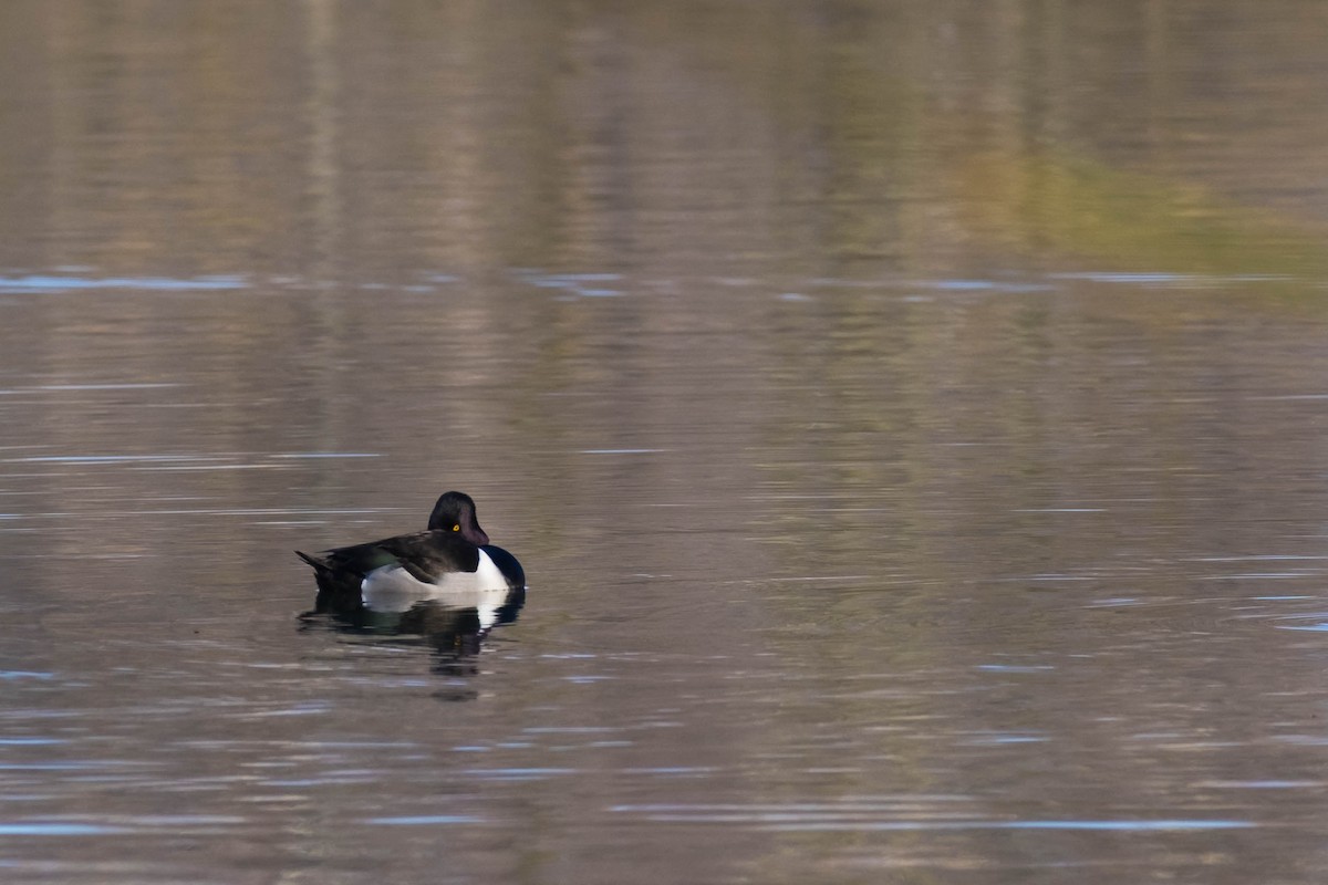 Ring-necked Duck - ML207767661