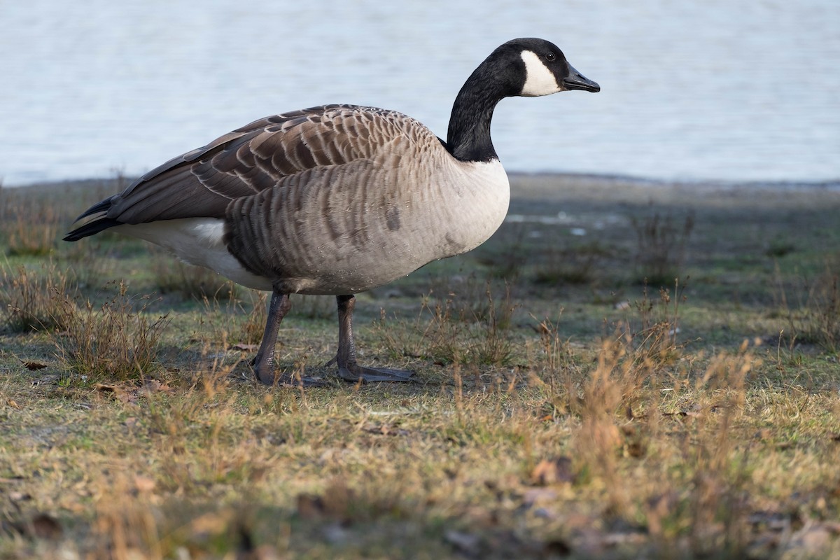 Canada Goose - ML207767671