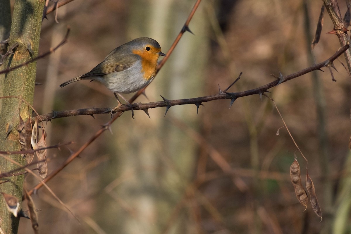 European Robin - ML207767681