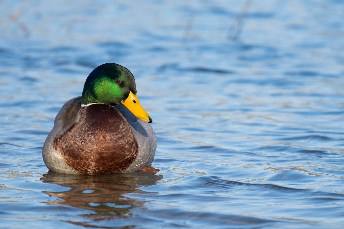 Mallard - ML207767731