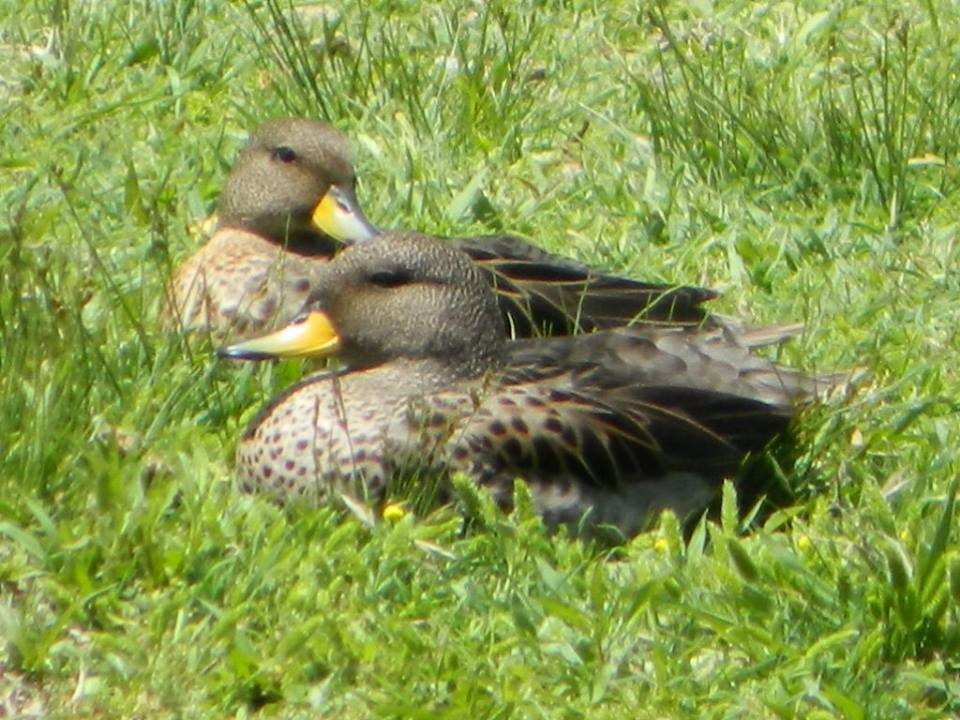 Yellow-billed Teal - ML20776871