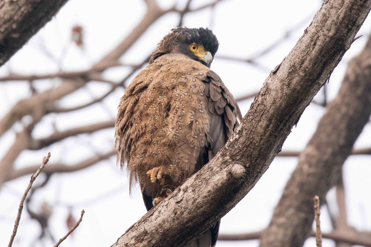Crested Serpent-Eagle - ML207769121