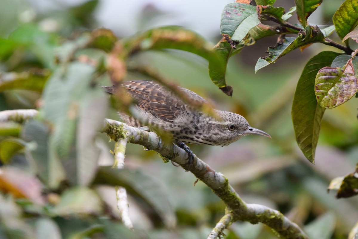 Thrush-like Wren - ML207770091