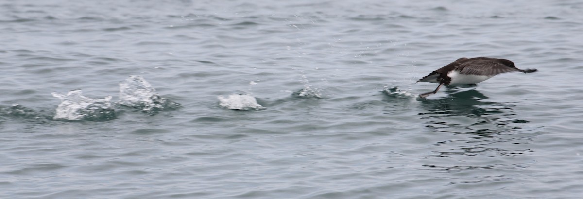 Fluttering Shearwater - Kathleen McEachern