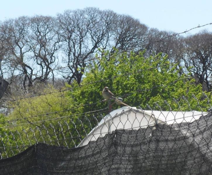 Chotoy Spinetail - ML20777091